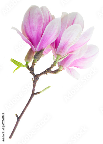 Blossoming pink  magnolia Flowers © neirfy