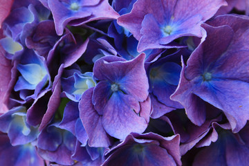 Leinwandbilder Hortensie Blaue Hortensie mit zarten Blütenblättern  © Alison Toon