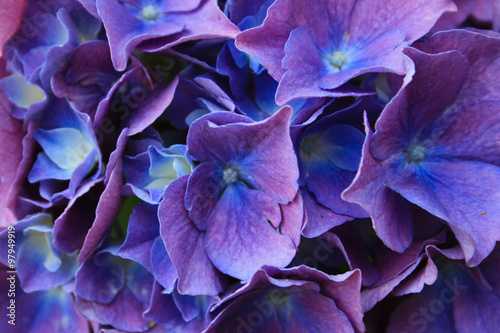 Detail of blue hydrangea flower and petals in bloom