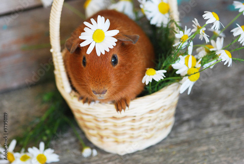 Морская свинка в корзине