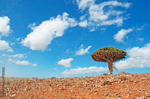 Un albero di Drago sulla strada per l'altopiano Dixam, rocce rosse, area protetta, isola di Socotra, Yemen