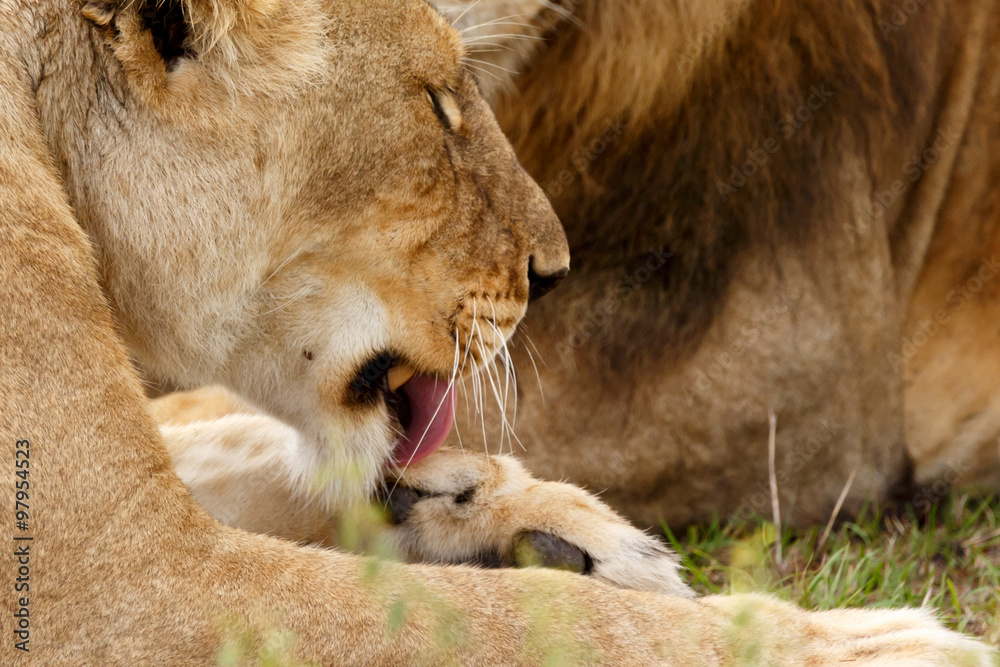 Löwe leckt sich