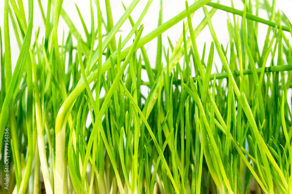 Green onion leaves Green onion leaves
