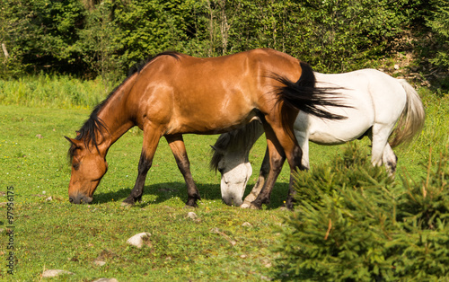 horses grazing in a green meadow