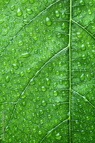 Dew drops on leaf close up