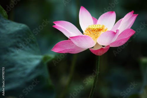 blooming lotus flower