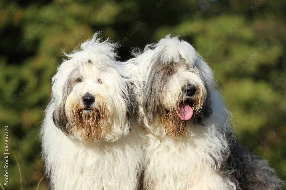 Bobtail - Portrait von zwei Hunden