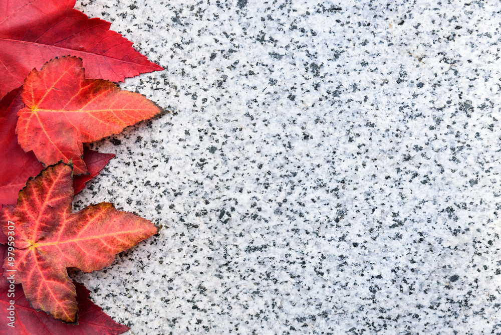 Fall color, red maple leaves arranged on a rough granite slab
Fall color, red maple leaves arranged on a rough granite slab