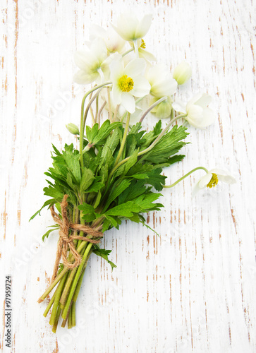 Spring Anemone flowers