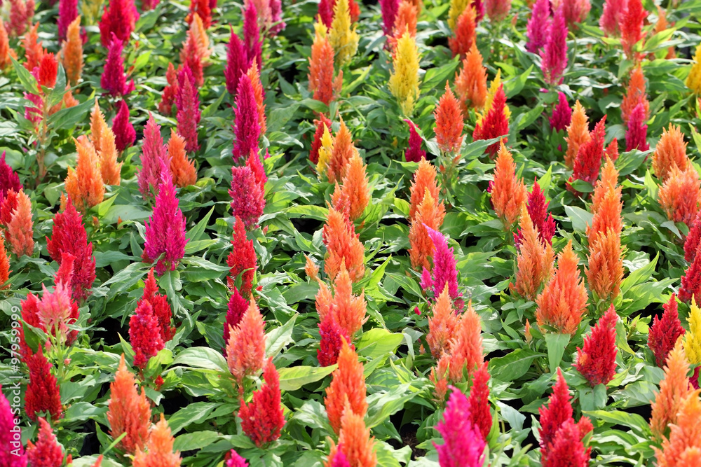 colorful celosia flower colorful celosia flower