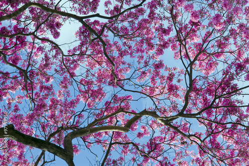 Pink tree in bloom