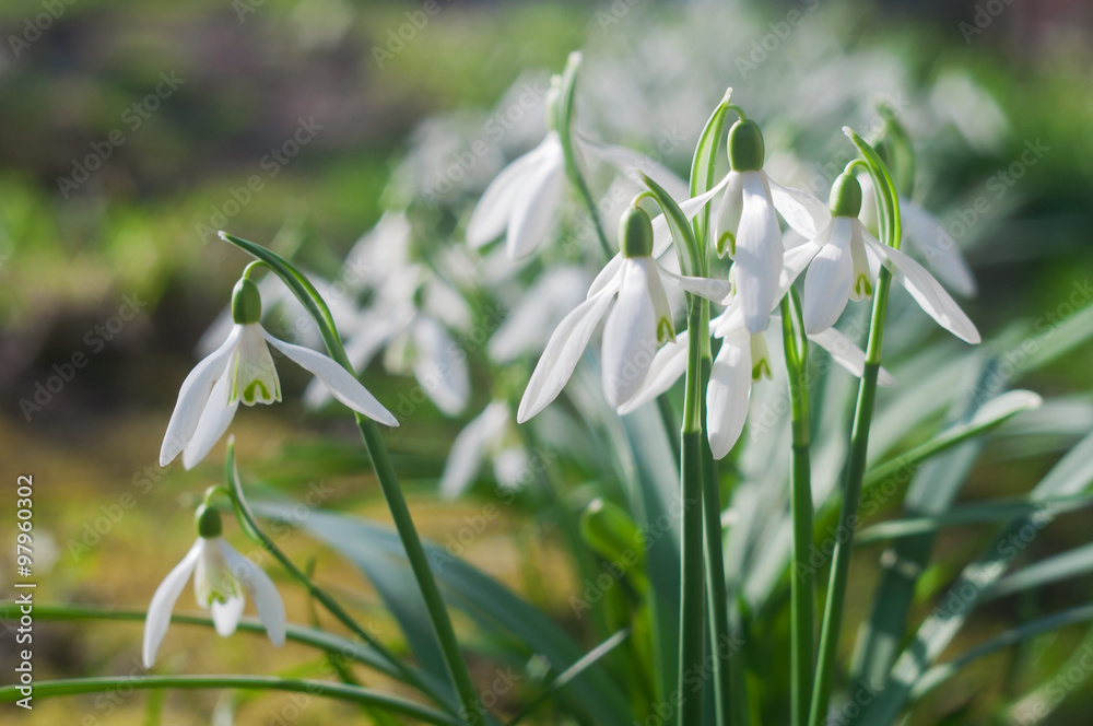 First spring flowers snowdrops on a sunny spring day First spring flowers snowdrops on a sunny spring day