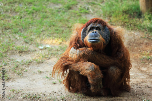 Orangutan with a fly on the lip