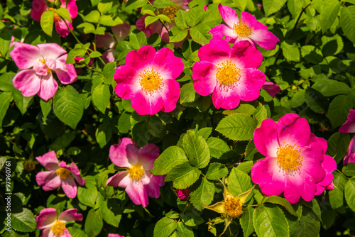 Bush of beautiful pink dog-roses in a garden