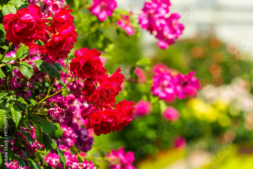 Bush of beautiful roses in a garden