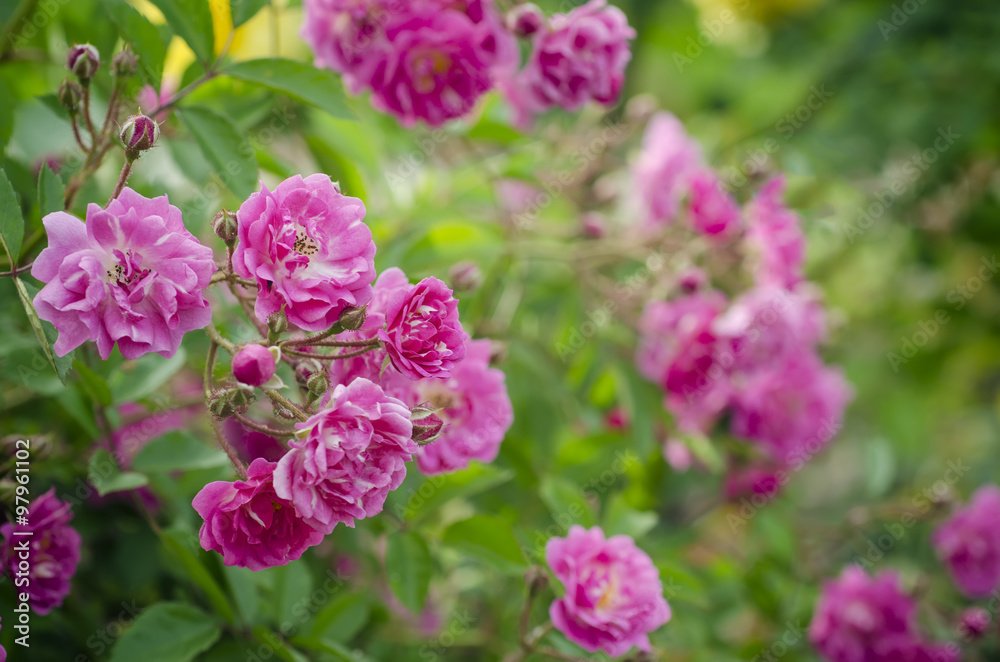 Pink rose flower Pink rose flower