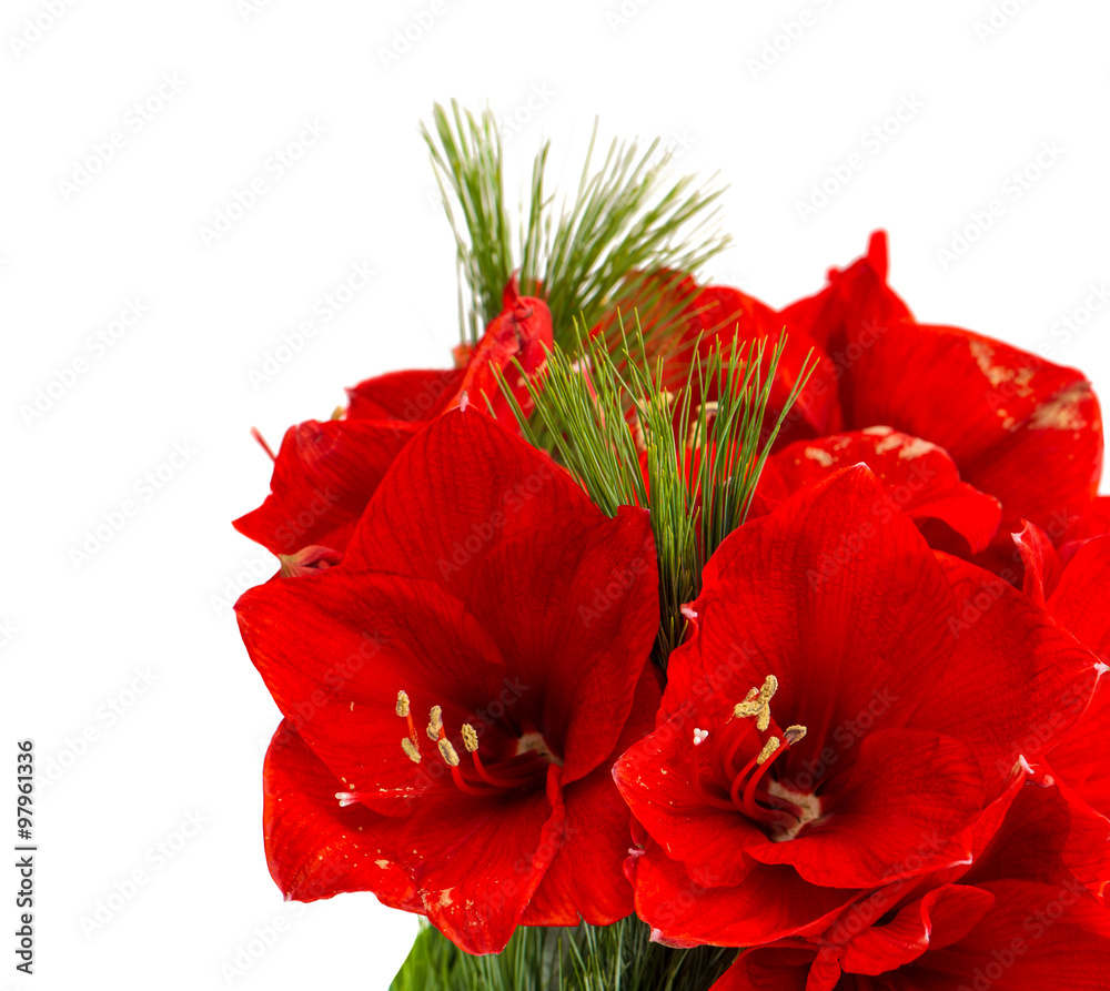 Amaryllis blossoms. Christmas flowers bouquet on white