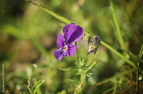 Violet wild pansy
