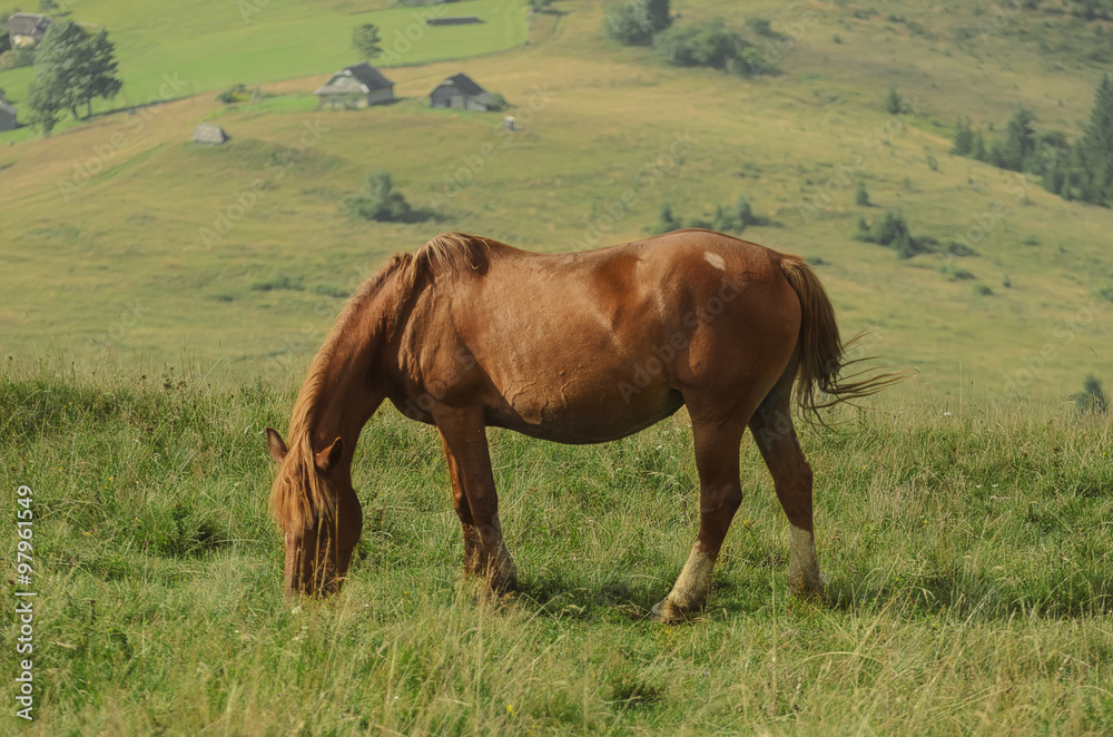 Horse at mountains