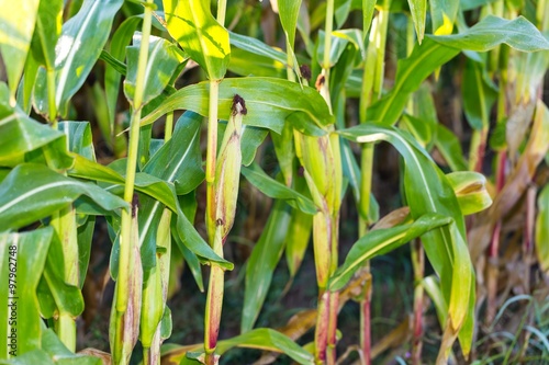 Corn field close up