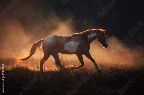 Fototapeta Naklejka Na Ścianę i Meble -  Appaloosa horse run in the gold dust