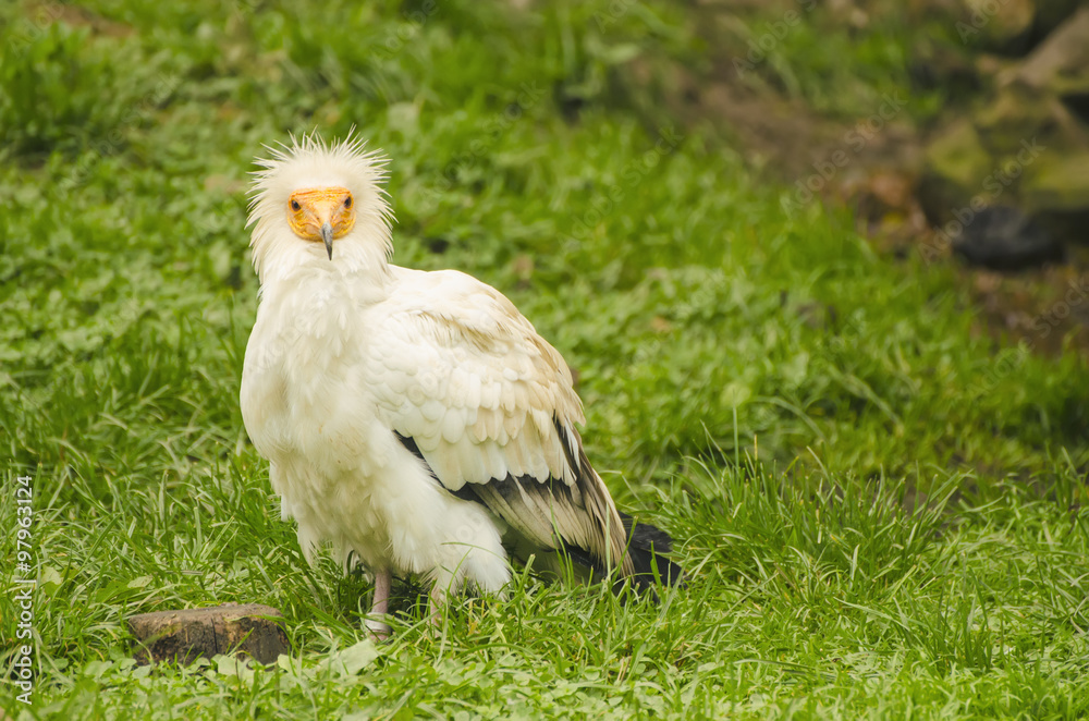 Common vulture, neophron percnopterus Common vulture, neophron percnopterus