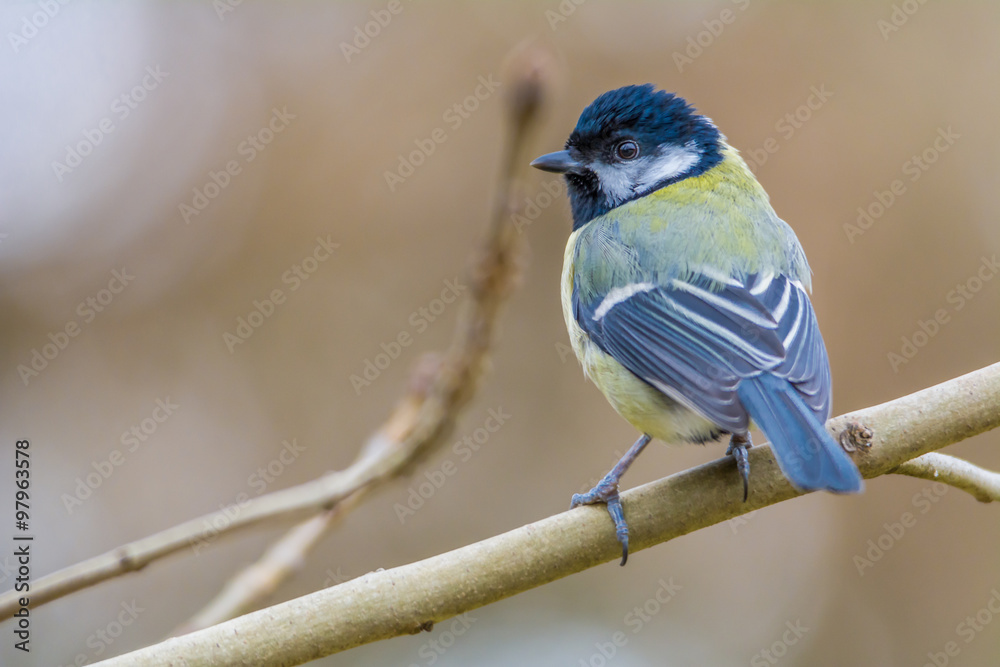 Fototapeta premium Kohlmeise (Parus major)