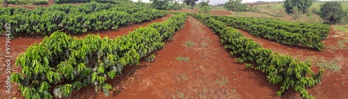 New coffee plantation farm