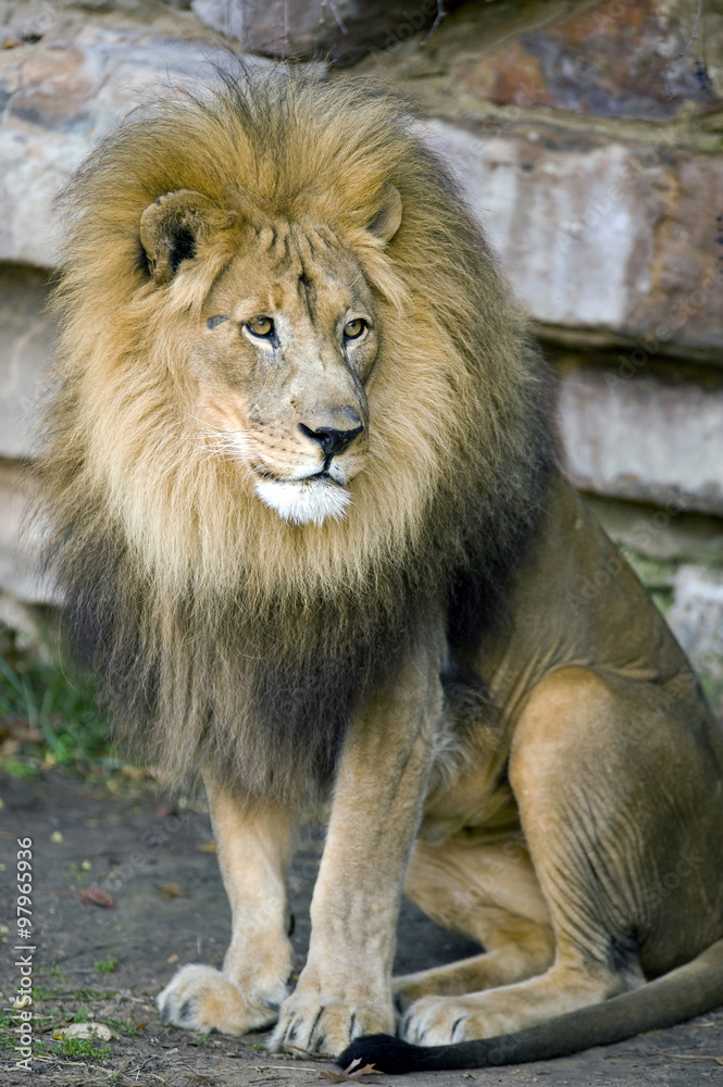 Big Lion.