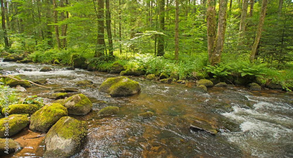 Obraz premium Stream through a sunny forest in summer