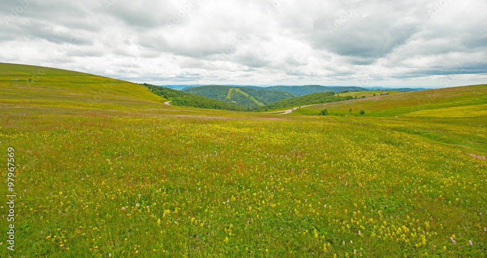 Meadows in mountains in summer