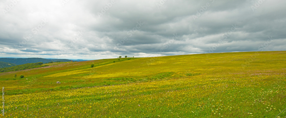Meadows in mountains in summer