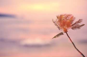 Blur tropical sunset beach with palm tree abstract background.