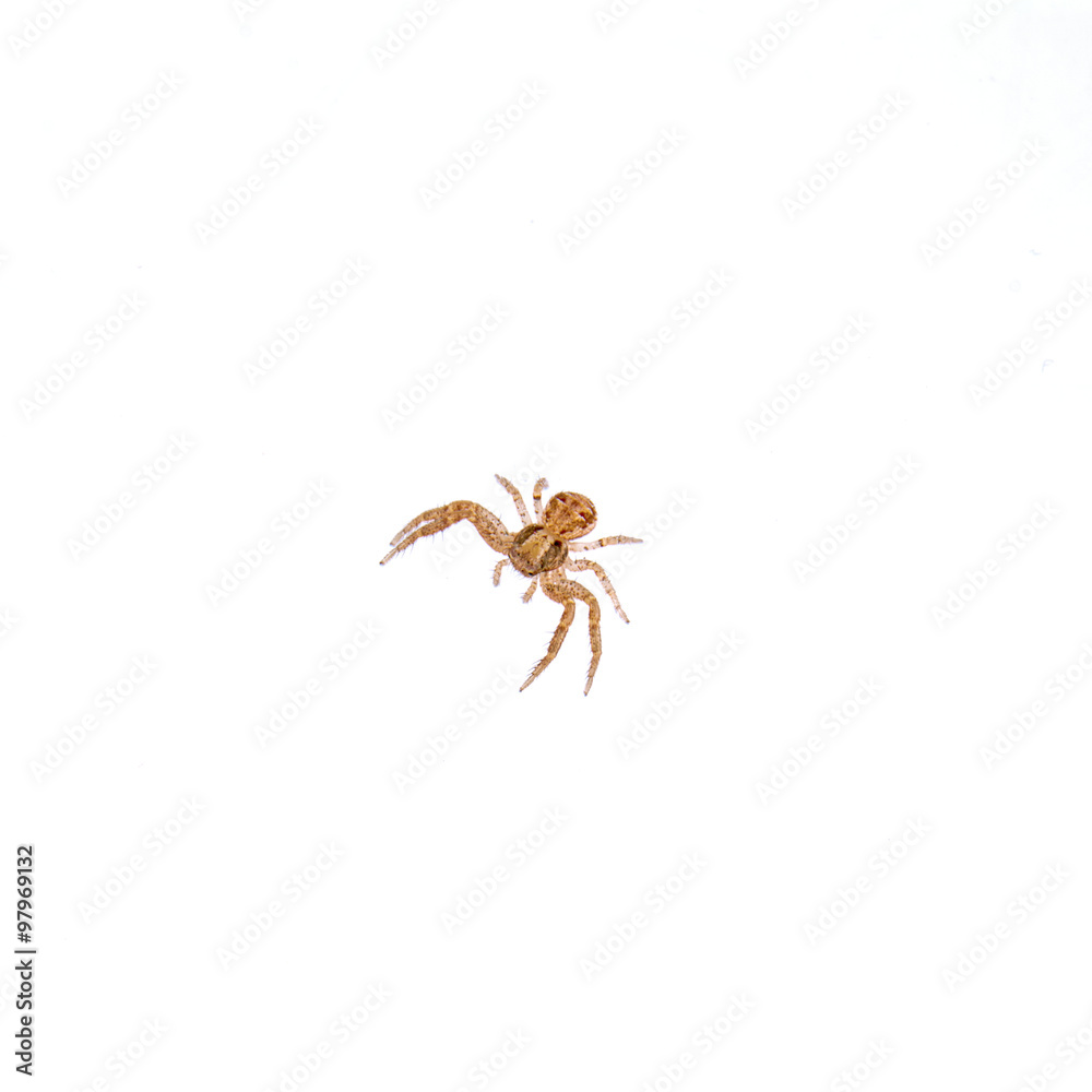 Small spider on a white background
