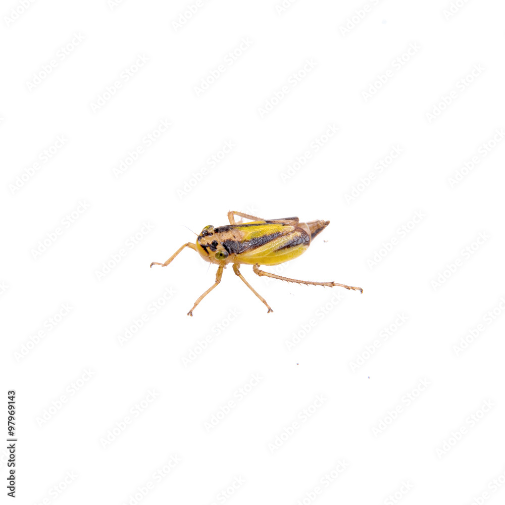 Small brown insect on a white background