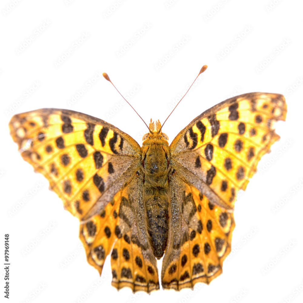 Colored butterfly on the white background Colored butterfly on the white background