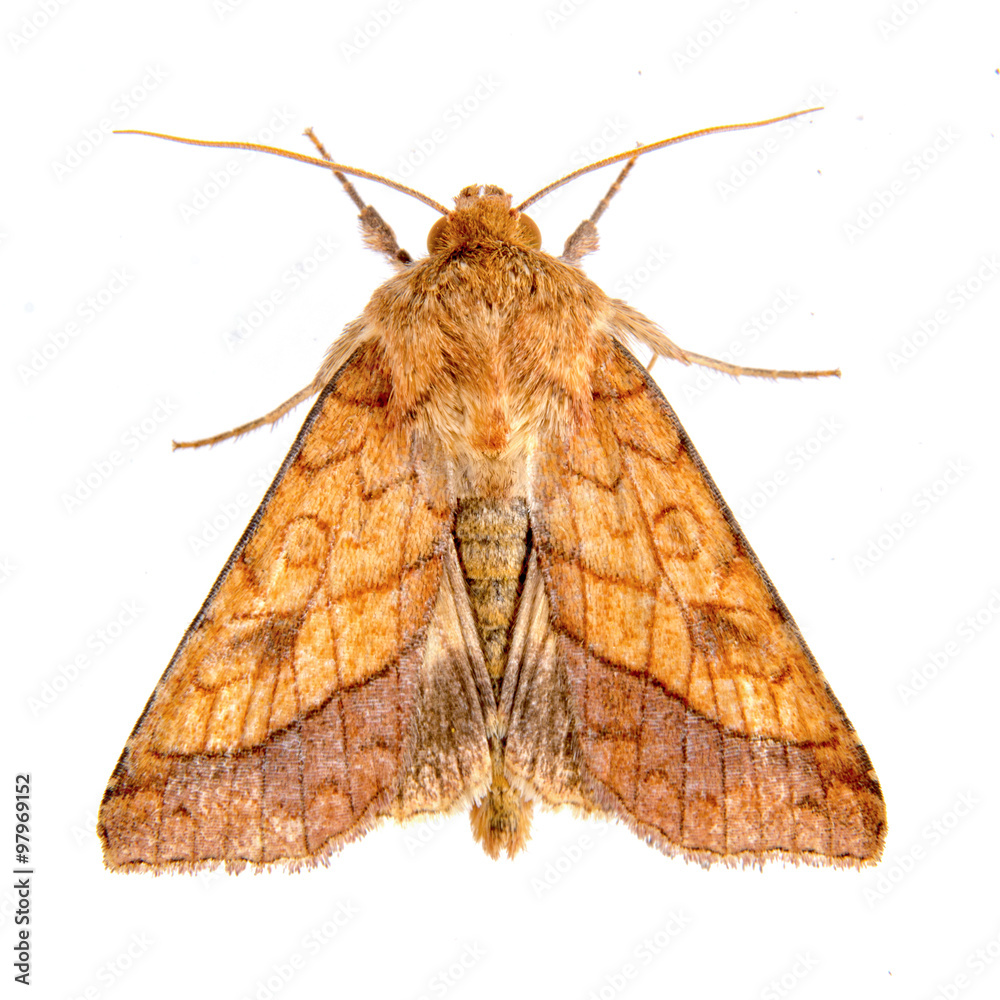 Naklejka premium Brown moth on a white background