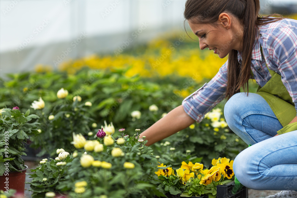 Young female botanist trimming and checking growing plants in greenhouse Young female botanist trimming and checking growing plants in greenhouse