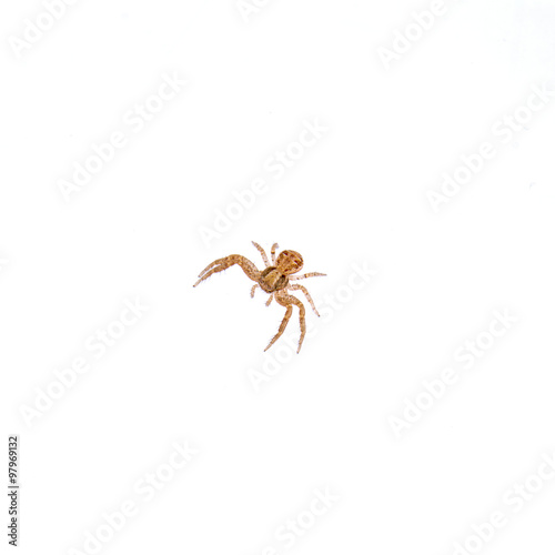 Small spider on a white background © NERYX