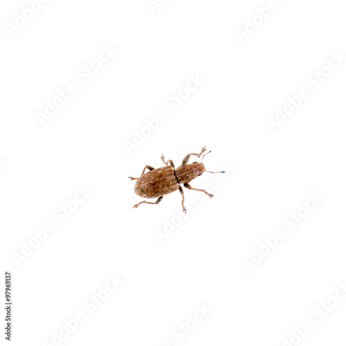 Brown beetle on the white background