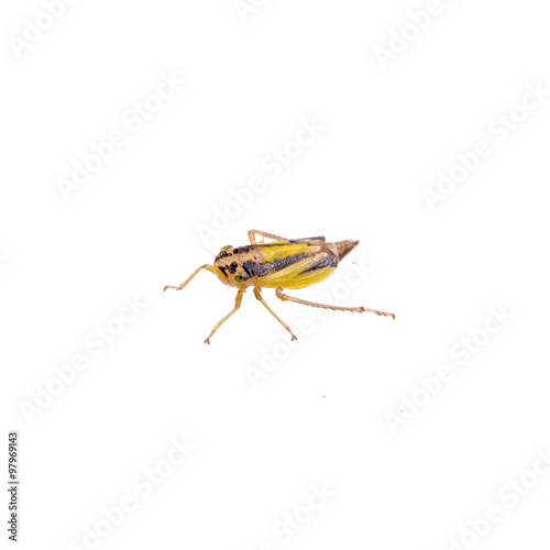 Small brown insect on a white background