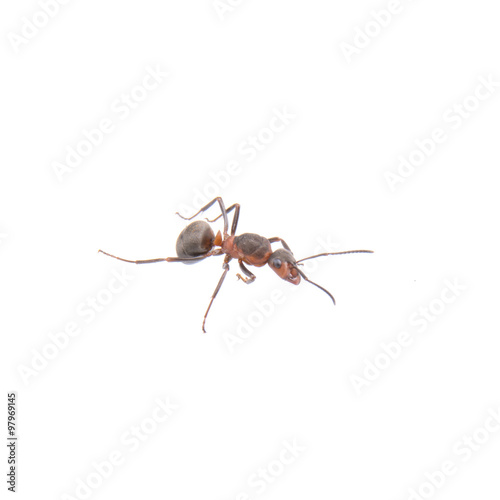 Brown ant on a white background © NERYX
