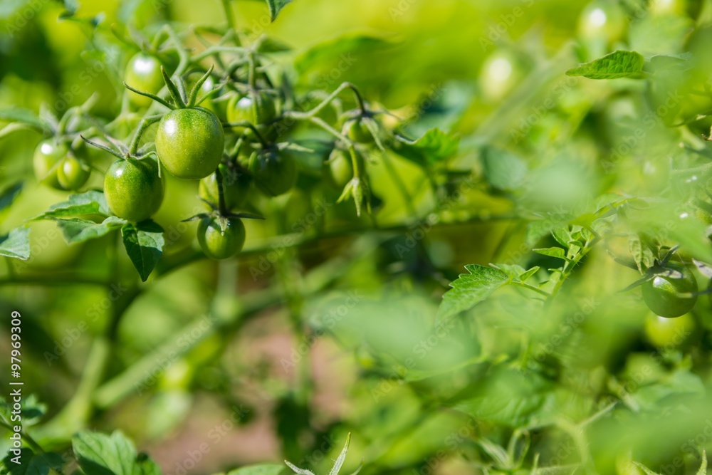 Green unripe tomatoes