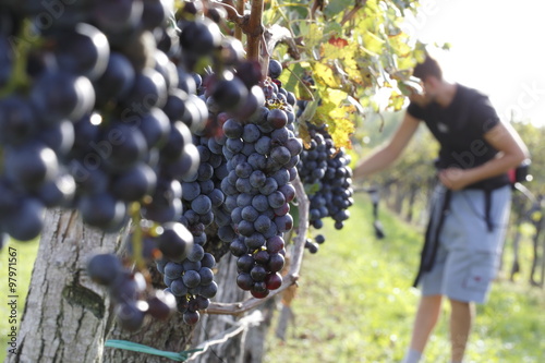 lavorare nella vigna photo