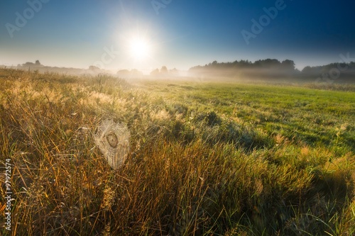 Meadow at morning