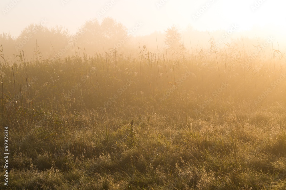 Meadow at morning