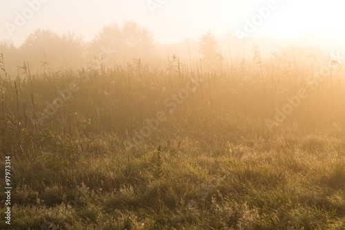 Meadow at morning