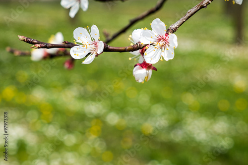 Marillenblüte Wachau (Aprikosenblüte)