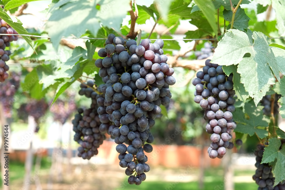 red wine grapes hang from a vine