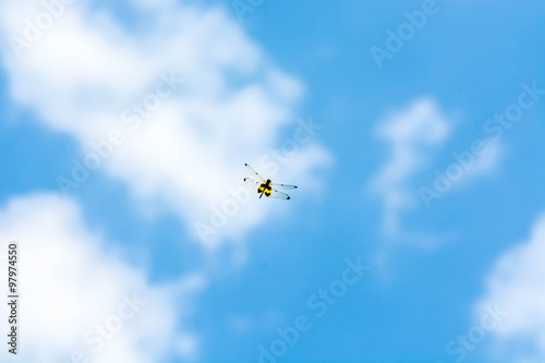 dragonfly flying on blue sky(Rhyothemis phyllis)